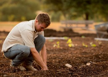 man planting seeds