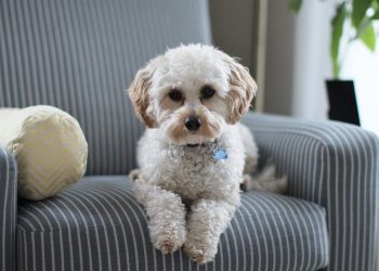 Dilyn the dog