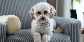 Dilyn the dog