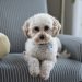 Dilyn the dog