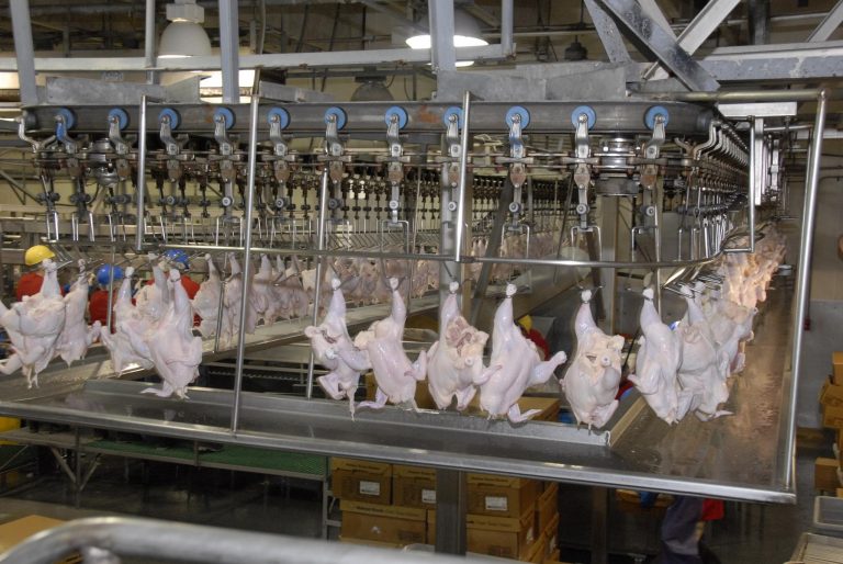 Chickens, plucked and ready to be chlorinated. The process is not enough to prevent food-borne illness, says Prof Millstone. Photo Credit: USDA Food Safety and Inspection Service (FSIS)
