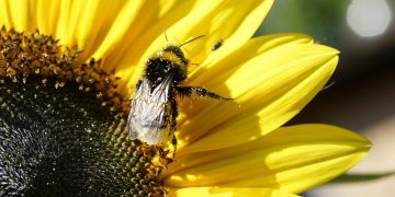 Pollinating bee