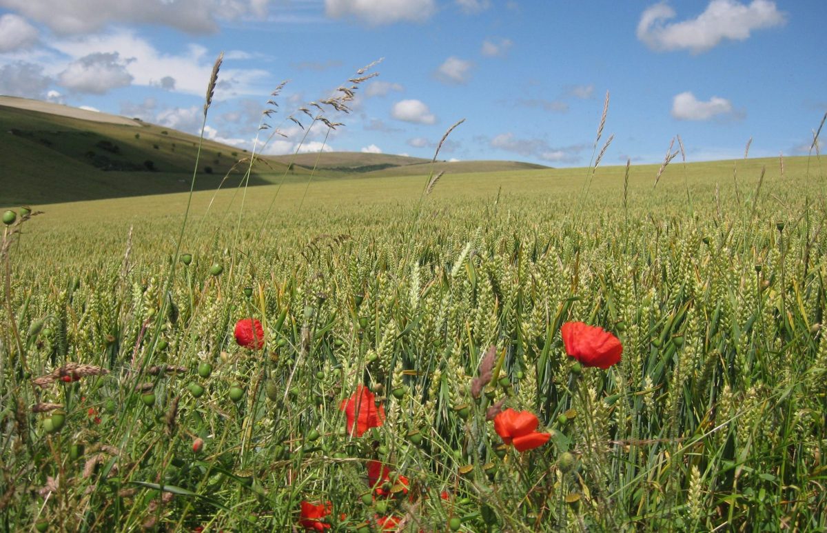 Wheat field with wild poppies on the South Downs, East Sussex