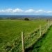 The Downs