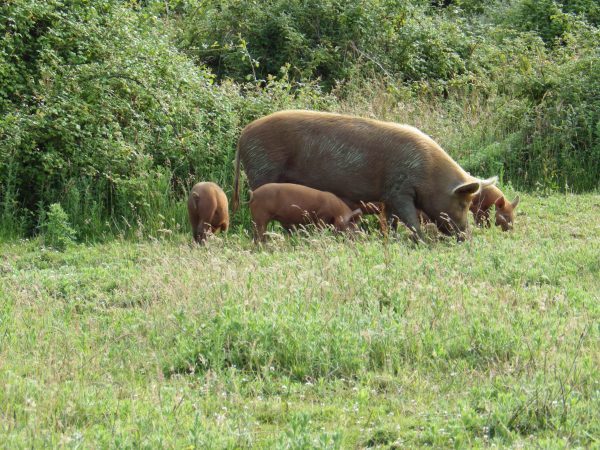 Tamworth pig sow and piglets feeding at Knepp Estate.