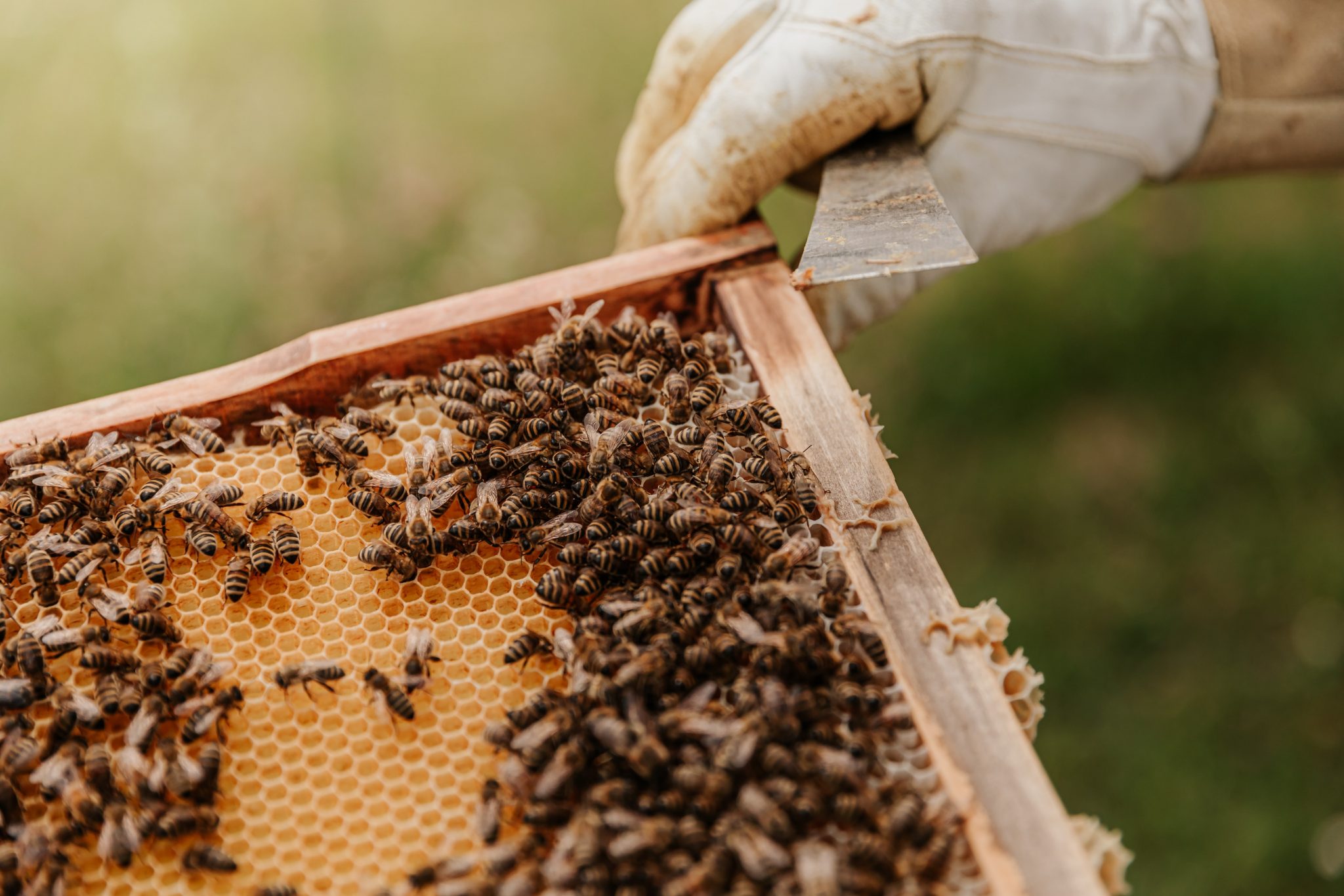 Bees starting to emerge sleepily from their hives.