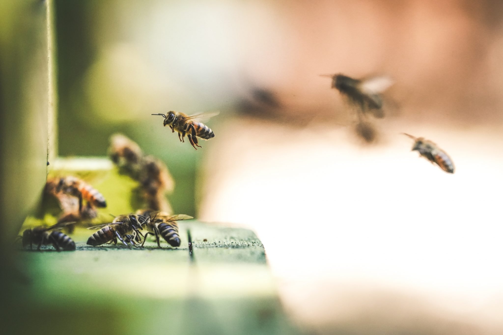 Bees: a crucial pollinator