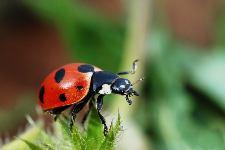 The Ladybird (Coccinellea magnifica)