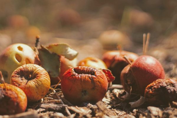 image of rotting fruit