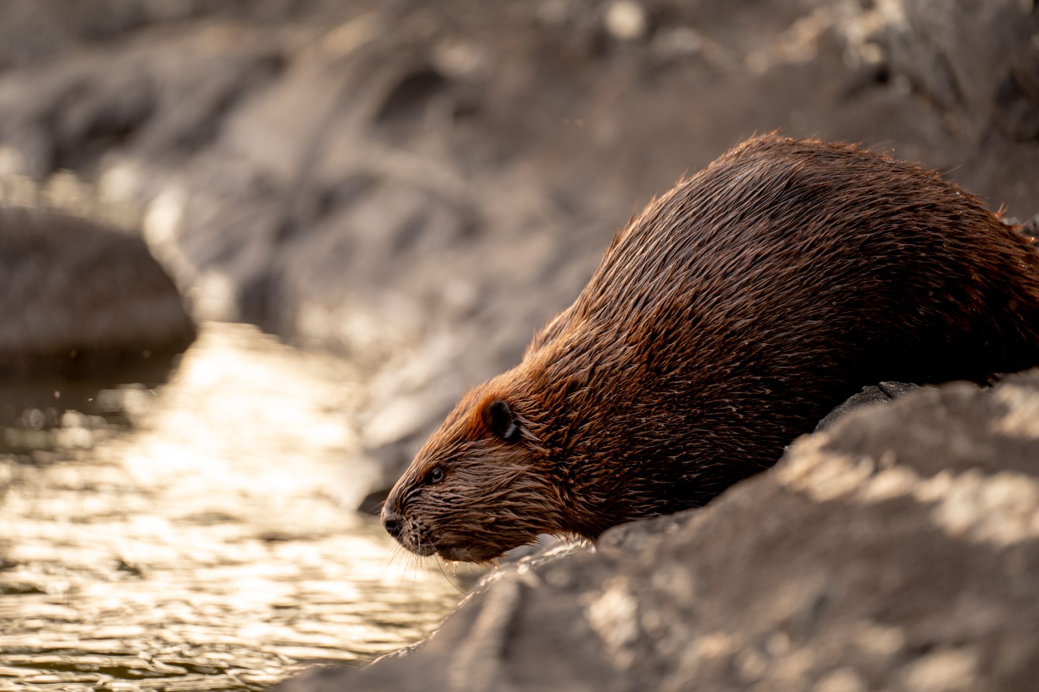 Nature's eco-engineer: the hard-working beaver