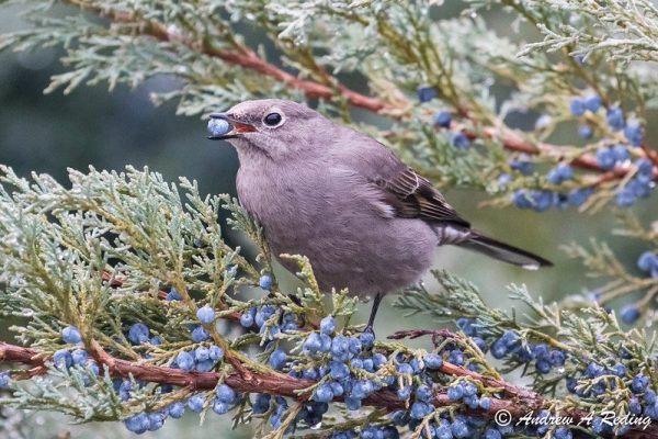 Bird eating on a branch.