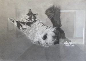 Picture of a cat that appears to be flying through the air