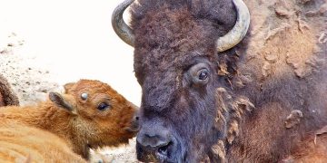 Mother bison and calf.