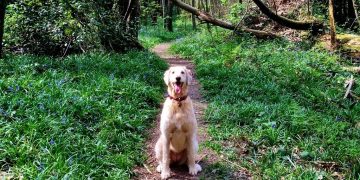 Photo of a dog in the woods.