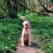 Photo of a dog in the woods.