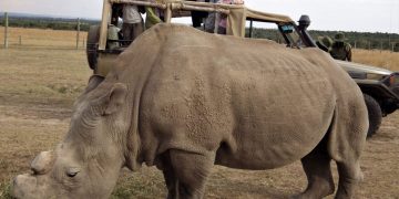 A jeep’s eye view of a Northern white rhino eating. He is one of the relatively few in recent years to have witnessed white rhino in their ‘fuzzy-eared glory’.