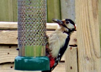 Greater spotted woodpecker at a bird feeder