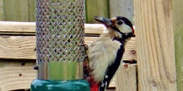Greater spotted woodpecker at a bird feeder