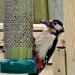 Greater spotted woodpecker at a bird feeder