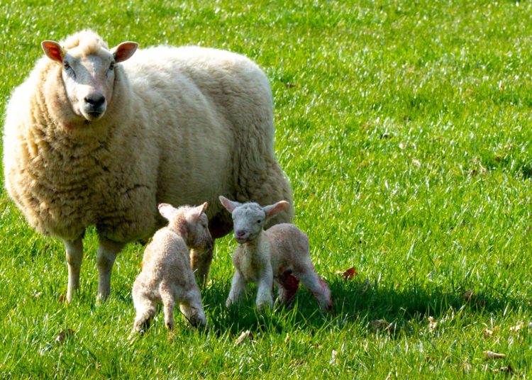 A ewe with her young lambs