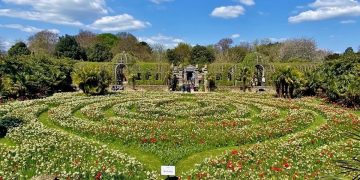The tulip labyrinth at Arundel Castle.