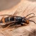 Asian hornet on a leaf