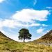 Tree against sky on landscape