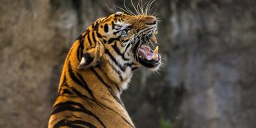 A tiger roaring, maybe in frustration
