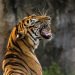 A tiger roaring, maybe in frustration