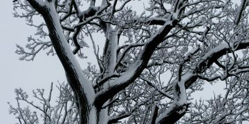 snowy trees with Christmas message text