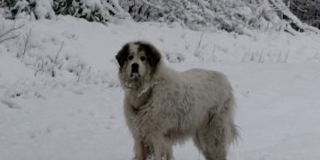 Nanook the dog in the snow
