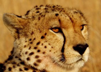Head of a Namibian cheetah