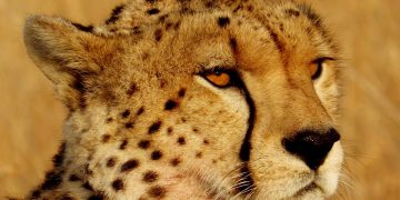 Head of a Namibian cheetah