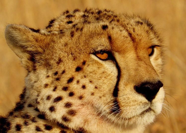 Head of a Namibian cheetah