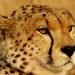 Head of a Namibian cheetah