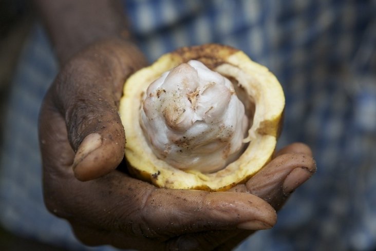 A cocoa pod in a farmer’s hand