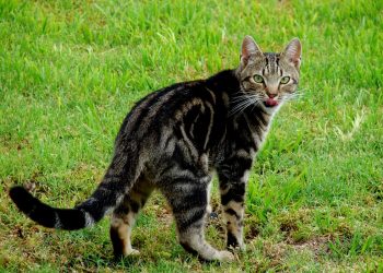 Domestic cat out hunting