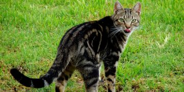Domestic cat out hunting