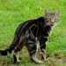 Domestic cat out hunting
