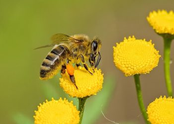 Honey bee on flower
