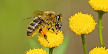 Honey bee on flower