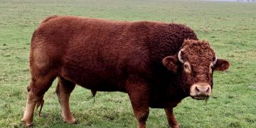 Cattle in the South Downs National Park