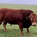 Cattle in the South Downs National Park