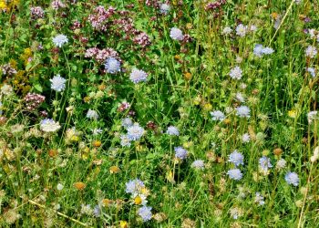 Devils bit scabious