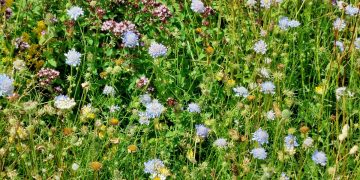 Devils bit scabious