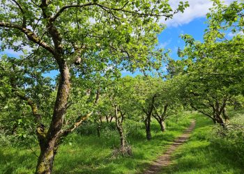 orchard of old apple trees