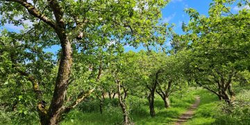 orchard of old apple trees