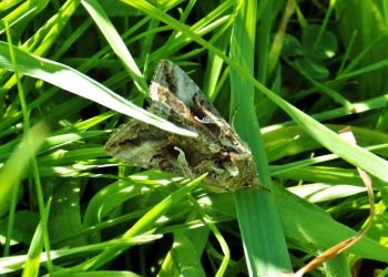 ilver Y moth encouraged by the long grass