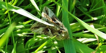 ilver Y moth encouraged by the long grass