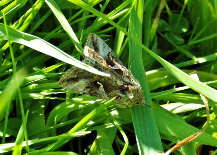 ilver Y moth encouraged by the long grass